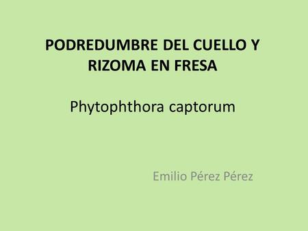 PODREDUMBRE DEL CUELLO Y RIZOMA EN FRESA Phytophthora captorum