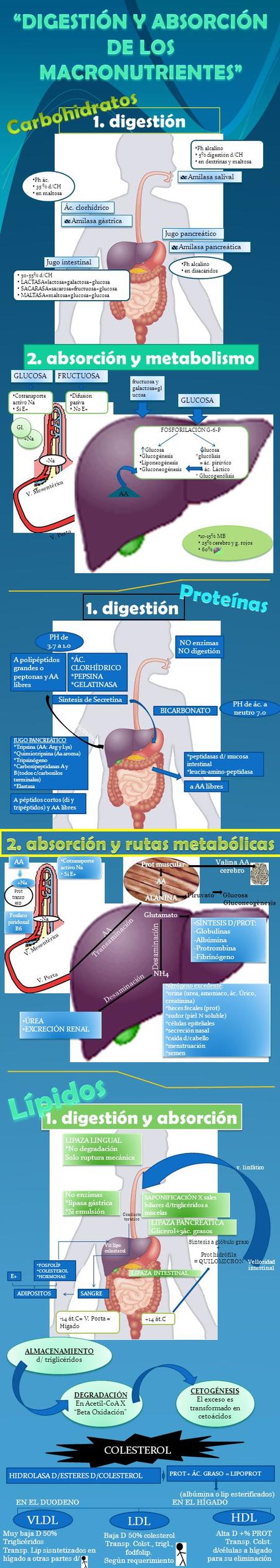1. digestión Amilasa salival Ph alcalino 5% digestión d/CH en dextrinas y maltosa Amilasa gástrica Ác. clorhídrico Ph ác. 35 % d/CH en maltosa Jugo pancreático.