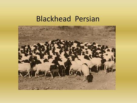 Blackhead Persian.