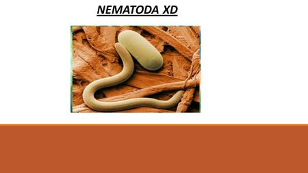 NEMATODA XD NEMATODA LOS NEMATODOS (NEMATODA, DEL GRIEGO ΝΕΜΑ NEMA, HILO, ΕΙΔΉΣ EIDÉS U ΟΙΔΟΣ OÍDOS, CON ASPECTO DE), TAMBIÉN CONOCIDOS COMO NEMÁTODOS,