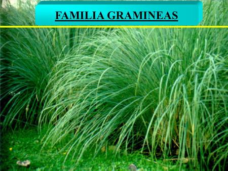 FAMILIA GRAMINEAS 1.
