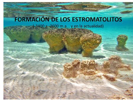 FORMACIÓN DE LOS ESTROMATOLITOS (-3400 a m. a