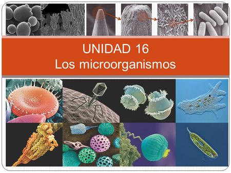 UNIDAD 16 Los microorganismos