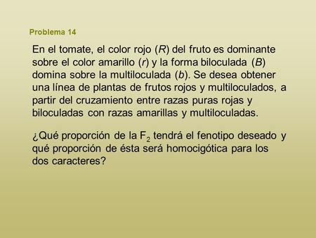 Problema 14 En el tomate, el color rojo (R) del fruto es dominante sobre el color amarillo (r) y la forma biloculada (B) domina sobre la multiloculada.