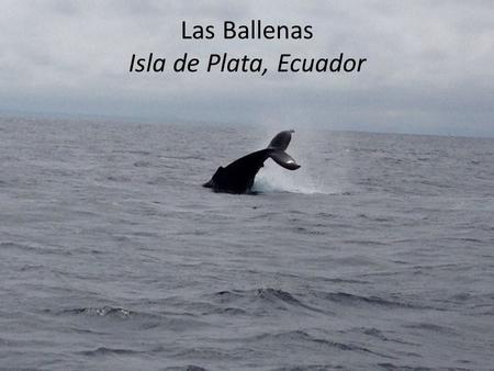 Las Ballenas Isla de Plata, Ecuador. Cuaderno p. 10 Actividad A Era Pasábamos Hacíamos Íbamos Había Teníamos Pescaban Cocinábamos Comíamos Gustaba Crecían.
