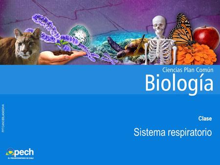 PPTCANCBBLA04024V4 Clase Sistema respiratorio.