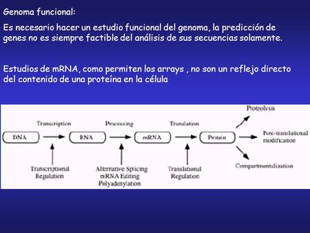 Genoma funcional: Es necesario hacer un estudio funcional del genoma, la predicción de genes no es siempre factible del análisis de sus secuencias solamente.