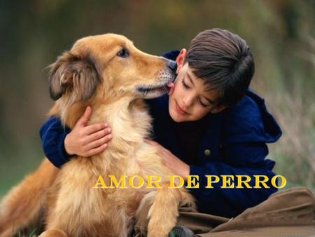 Amor de perro Verme, lanzarte, besarme, todo lo hiciste de pronto. Alegre, contento, impaciente, llegaste, y sin pedirme a cambio nada tu lengua cubrió.