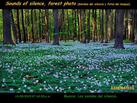 www.vitanoblepowerpoints.net 10/05/2015 07:42:33 a.m. Musica: Los sonidos del silencio. Sounds of silence, forest photo (Sonidos del silencio y fotos.