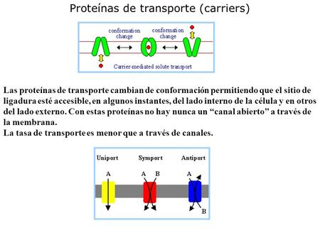 Las proteínas de transporte cambian de conformación permitiendo que el sitio de ligadura esté accesible, en algunos instantes, del lado interno de la célula.