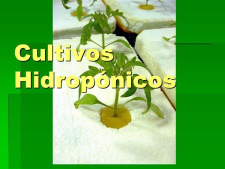 Cultivos Hidropónicos