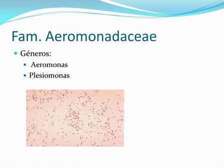 Fam. Aeromonadaceae Géneros: Aeromonas Plesiomonas.