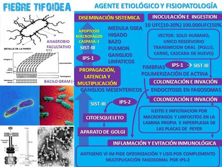AGENTE ETIOLÓGICO Y FISIOPATOLOGÍA AGENTE ETIOLÓGICO Y FISIOPATOLOGÍA INOCULACIÓN E INGESTION VECTOR: SOLO HUMANO, UNICO RESERVORIO TRANSMICION ORAL (POLLO,