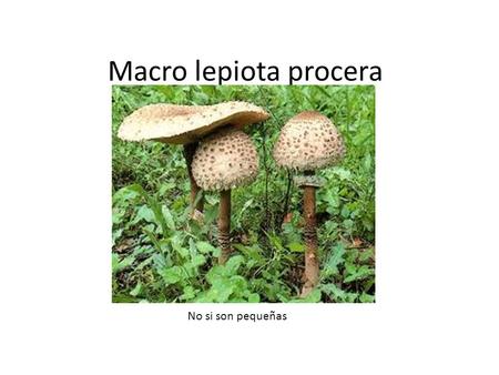 Macro lepiota procera No si son pequeñas. Higrophorus latitabundum Llanega negra.