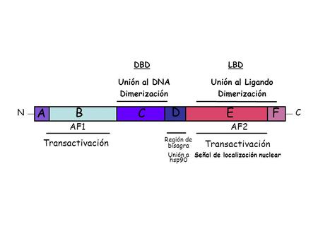 F Transactivación Señal de localización nuclear C D Unión al DNA Dimerización Unión al Ligando Dimerización AF1AF2 NC DBDLBD E A BF Región de bisagra Unión.