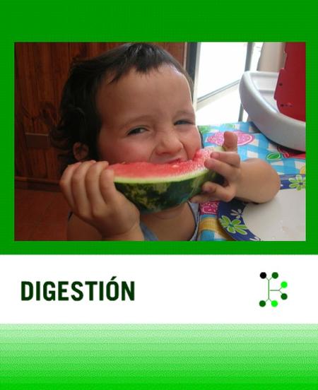 Estructura aparato digestivo Digestión enzimática Absorción de nutrientes.