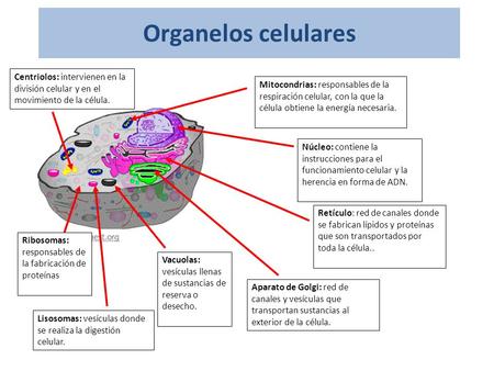 Organelos celulares Centriolos: intervienen en la división celular y en el movimiento de la célula. Mitocondrias: responsables de la respiración celular,