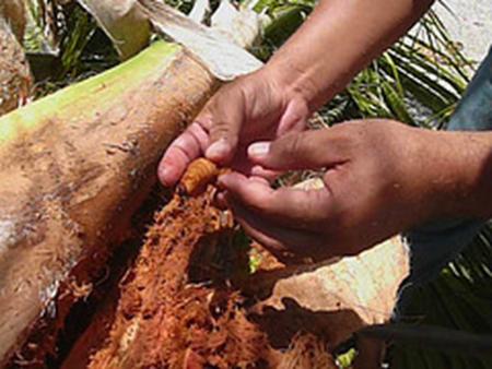 La hembra del picudo negro, es vector de estadios juveniles del nemátodo causante del anillo rojo del cocotero, el cual se transmite en.