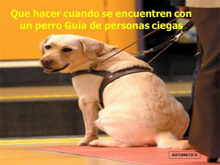 Que hacer cuando se encuentren con un perro Guía de personas ciegas AUTOMATICO.