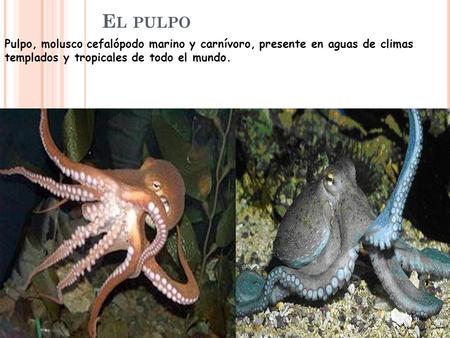 El pulpo Pulpo, molusco cefalópodo marino y carnívoro, presente en aguas de climas templados y tropicales de todo el mundo.