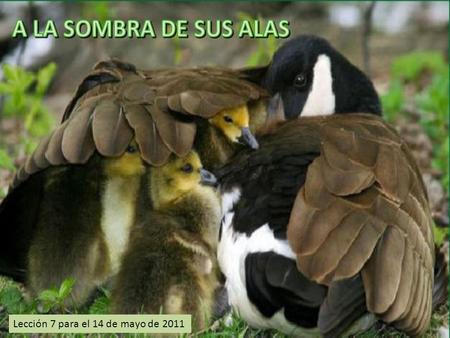 A LA SOMBRA DE SUS ALAS Lección 7 para el 14 de mayo de 2011.