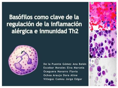 Basófilos como clave de la regulación de la inflamación