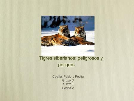 Tigres siberianos: peligrosos y peligros