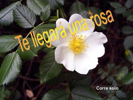 Corre solo Te llegará una rosa Cada día que medie entre los dos una distancia Y será tu silente compañía cuando a solas te duela la nostalgia.