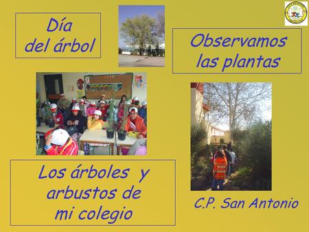 C.P. San Antonio Día del árbol Observamos las plantas Los árboles y arbustos de mi colegio.