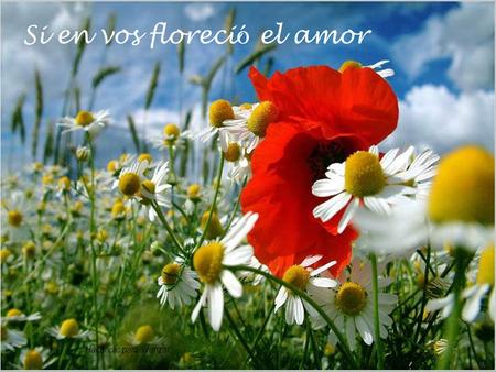 Si en vos floreci ó el amor Hacer clic para avanzar.