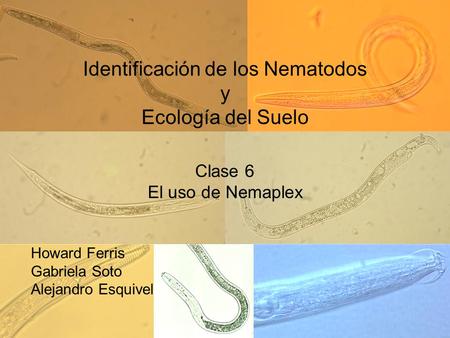Identificación de los Nematodos y Ecología del Suelo Clase 6 El uso de Nemaplex Howard Ferris Gabriela Soto Alejandro Esquivel.