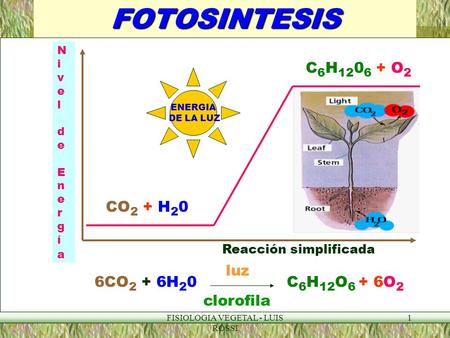 FISIOLOGIA VEGETAL - LUIS ROSSI