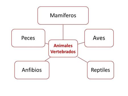 Animales Vertebrados Mamíferos Aves Reptiles Anfibios Peces.