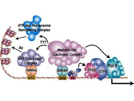 HLH (helix-loop-helix) Homeodomain (HLH) Winged helix (HLH) Wing (extra contacts) ETS domain protein.