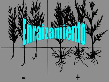 Enraizamiento.