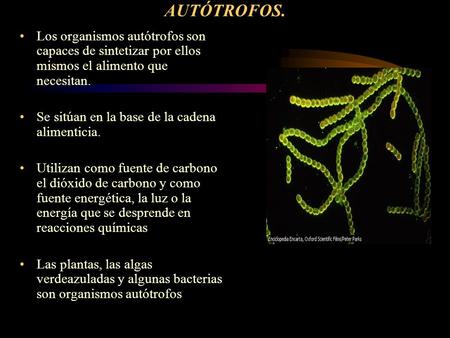 AUTÓTROFOS. Los organismos autótrofos son capaces de sintetizar por ellos mismos el alimento que necesitan. Se sitúan en la base de la cadena alimenticia.
