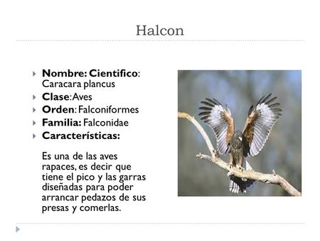 Halcon Nombre: Cientifico: Caracara plancus Clase: Aves