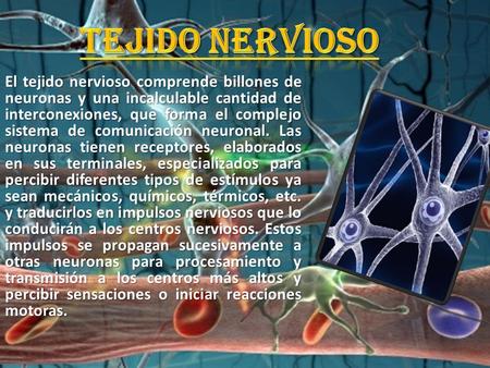 TEJIDO NERVIOSO El tejido nervioso comprende billones de neuronas y una incalculable cantidad de interconexiones, que forma el complejo sistema de comunicación.