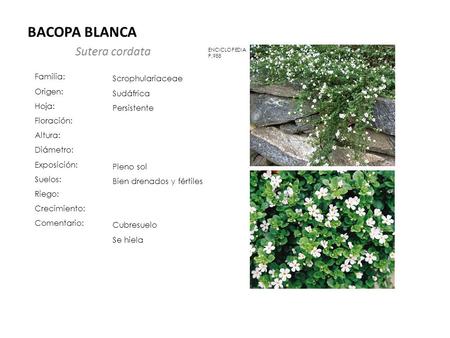 BACOPA BLANCA Sutera cordata Familia: Origen: Hoja: Floración: Altura: