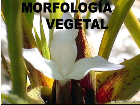 MORFOLOGÍA VEGETAL.