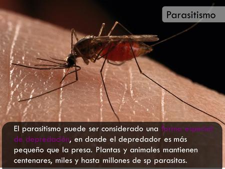 Parasitismo El parasitismo puede ser considerado una forma especial de depredación, en donde el depredador es más pequeño que la presa. Plantas y animales.