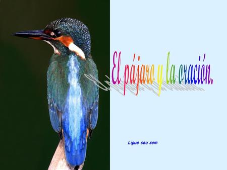 Ligue seu som Has visto un pajarito durmiendo en una rama o en un hilo, sin caerse ?