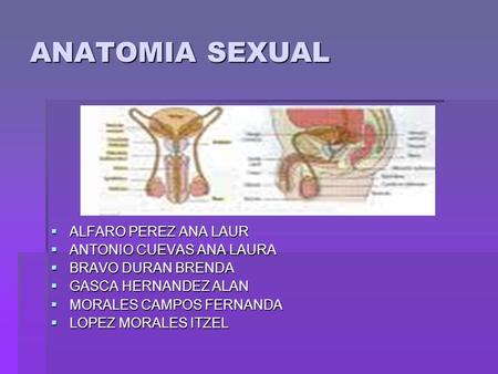Anatomía sexual ANATOMIA SEXUAL