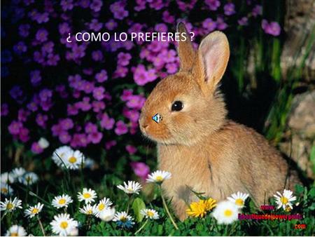 ¿ COMO LO PREFIERES ? ¿ PELUDO, SUAVE, SEDOSO,....... ? SUAVE, PELUDO, TUPIDO, SEDOSO,......