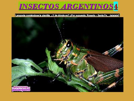 INSECTOS ARGENTINOS 4 Langosta comiéndose la plantita. ¿Y de dónde es? ¡¡Por supuesto, Rosario – Santa Fe... Jajajaja!!