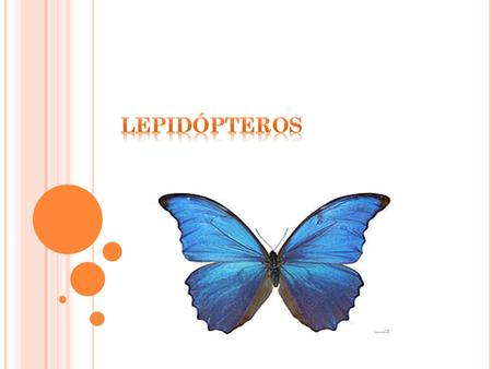 Lepidópteros.