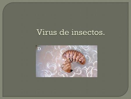 Virus de insectos..