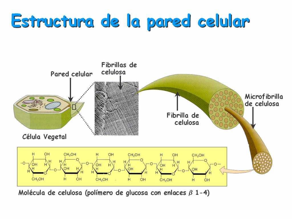 Son igual las tiras para medir la. glucosa que la cetosis