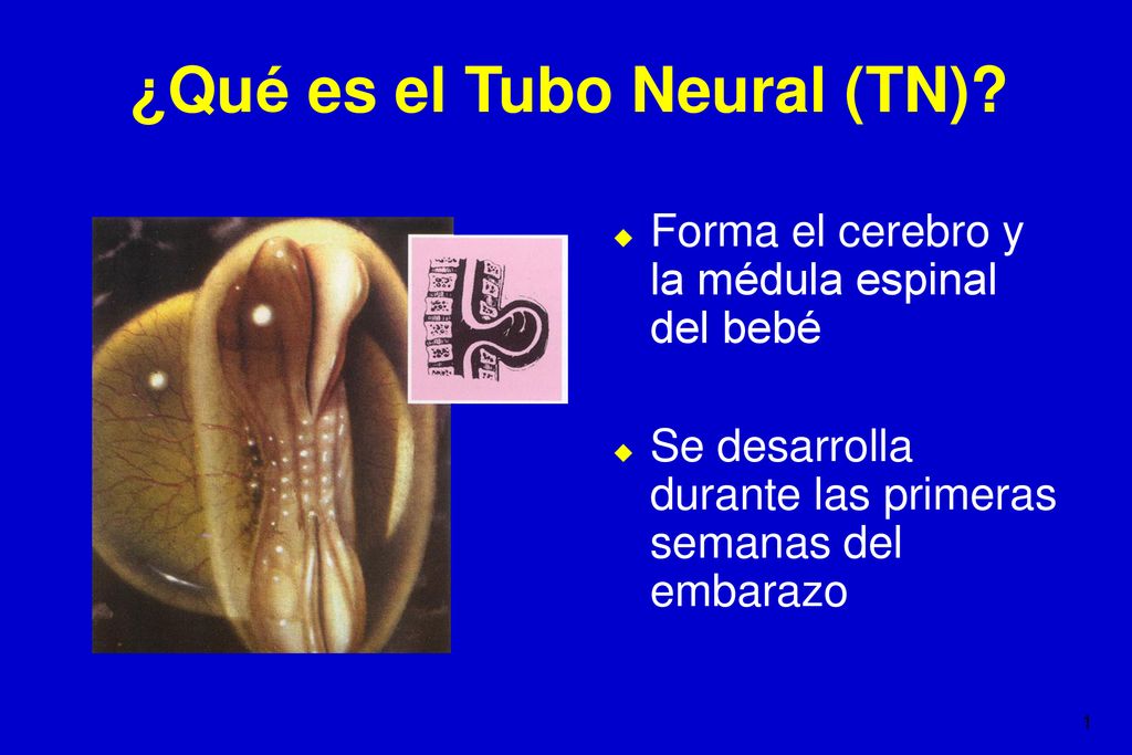 Qué es el Tubo Neural (TN)? - ppt descargar