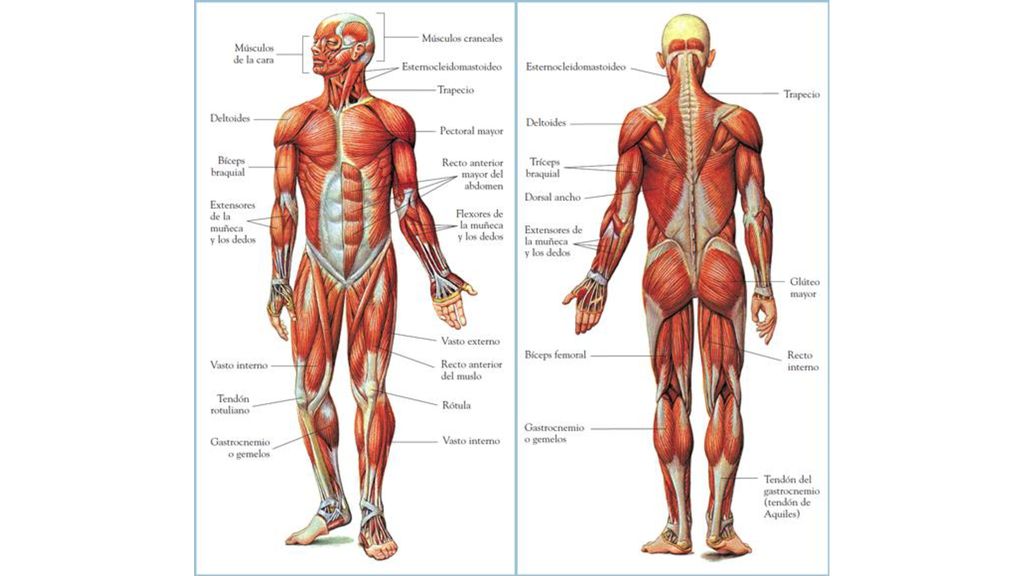 Plan para definir musculos